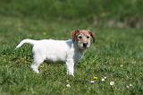 JACK RUSSEL 101